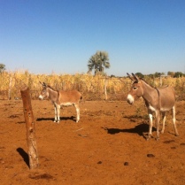 Checking on the donkeys