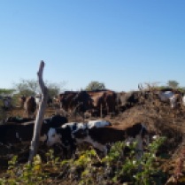 The neighbor's cattle
