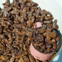Yummy...caterpillers