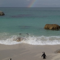 Pinguins at Boulders Beach