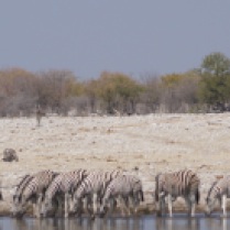 Zebras at the waterhole