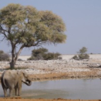 Getting a drink at the waterhole