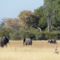 Walking Safari