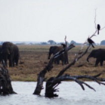 River Safari @ Chobe NP