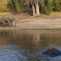 River Safari @ Chobe NP