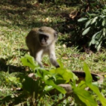 Monkey @ Vic Falls